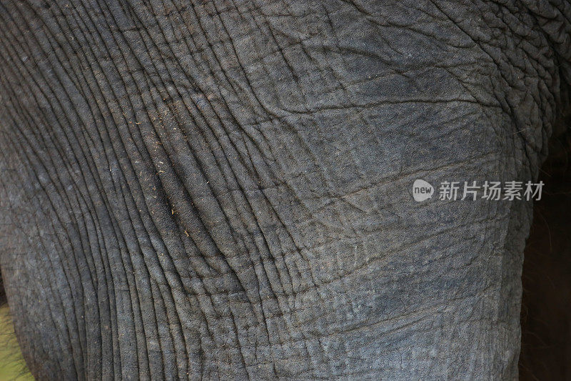 印度尼西亚:在Way Kambas国家公园的象皮